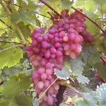 вилна зона златни пясъци, спирка ален мак Várna