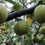 Vendégház вилна зона златни пясъци, спирка ален мак