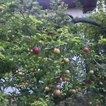 вилна зона златни пясъци, спирка ален мак