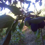 вилна зона златни пясъци, спирка ален мак Gasthof Warna