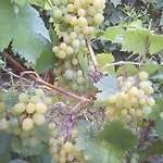 вилна зона златни пясъци, спирка ален мак * Warna
