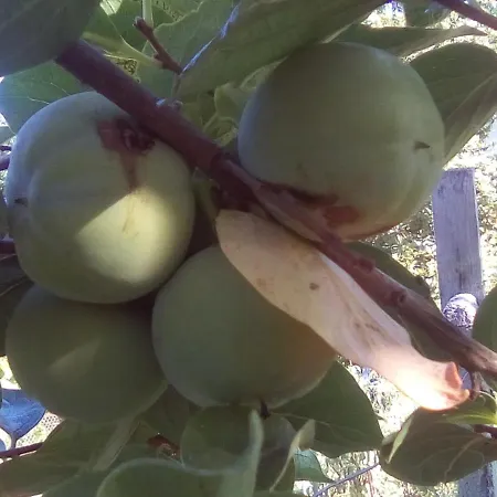 вилна зона златни пясъци, спирка ален мак Pensjonat *