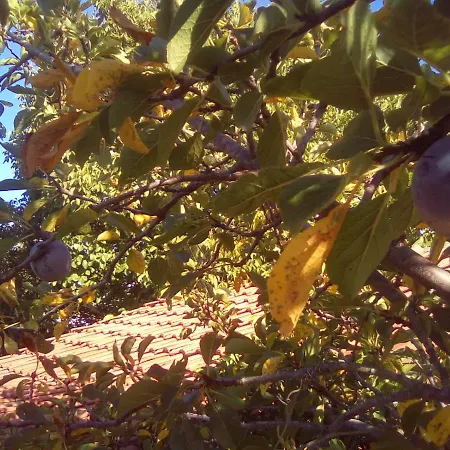 вилна зона златни пясъци, спирка ален мак Pensjonat *