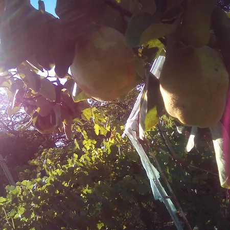 вилна зона златни пясъци, спирка ален мак Pensjonat *