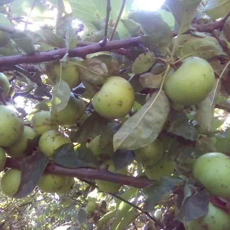 вилна зона златни пясъци, спирка ален мак Pensjonat