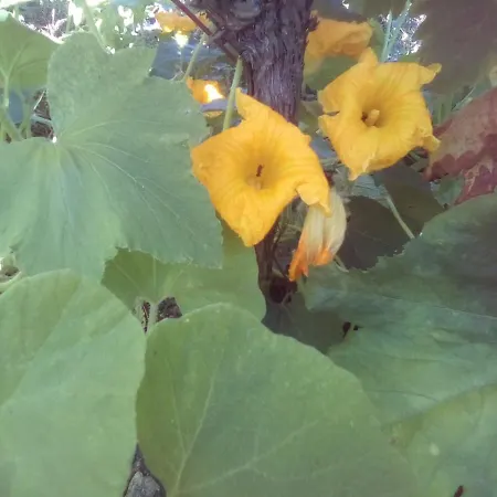 Pensjonat вилна зона златни пясъци, спирка ален мак *