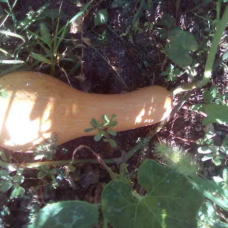 вилна зона златни пясъци, спирка ален мак Pensjonat Warna