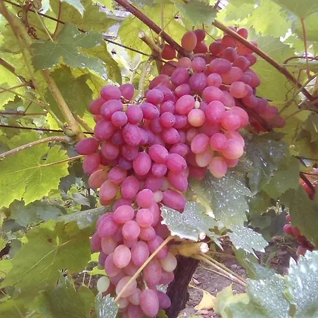 вилна зона златни пясъци, спирка ален мак Warna