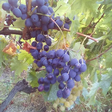 Pensjonat вилна зона златни пясъци, спирка ален мак