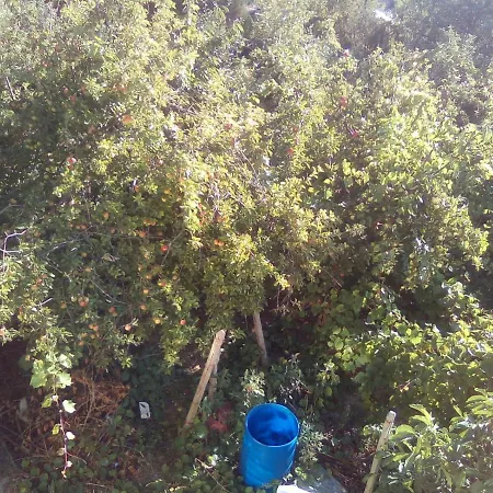 вилна зона златни пясъци, спирка ален мак Pensjonat