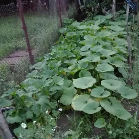 вилна зона златни пясъци, спирка ален мак Warna