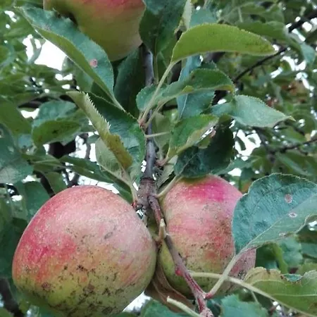 вилна зона златни пясъци, спирка ален мак Pensjonat