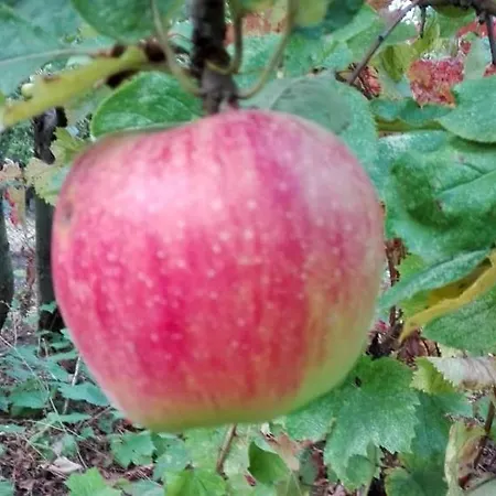 вилна зона златни пясъци, спирка ален мак Pensjonat Warna