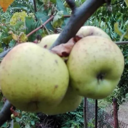 вилна зона златни пясъци, спирка ален мак * Warna