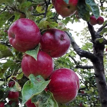 вилна зона златни пясъци, спирка ален мак Pensjonat Warna