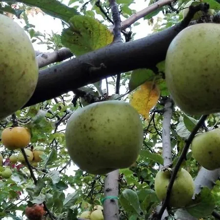 Pensjonat вилна зона златни пясъци, спирка ален мак