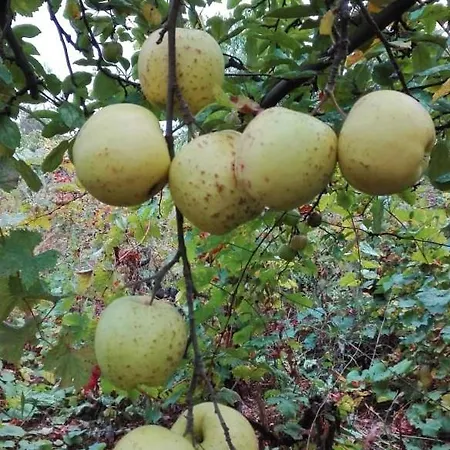 вилна зона златни пясъци, спирка ален мак Warna