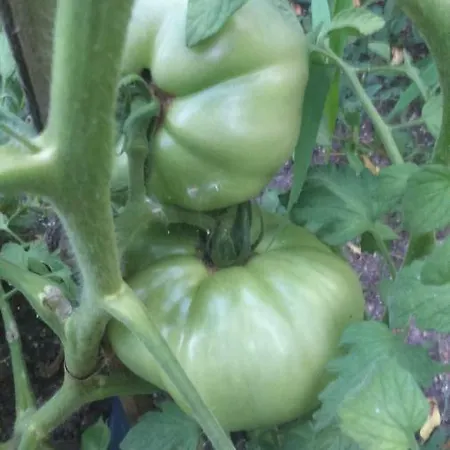 вилна зона златни пясъци, спирка ален мак