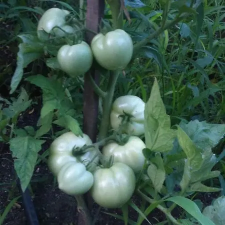 Pensjonat вилна зона златни пясъци, спирка ален мак *