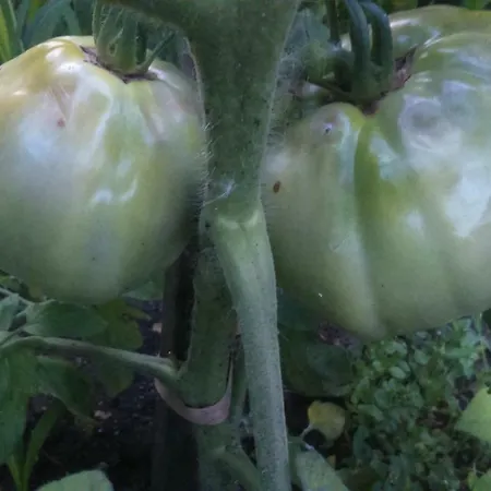 вилна зона златни пясъци, спирка ален мак Warna