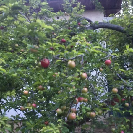 вилна зона златни пясъци, спирка ален мак