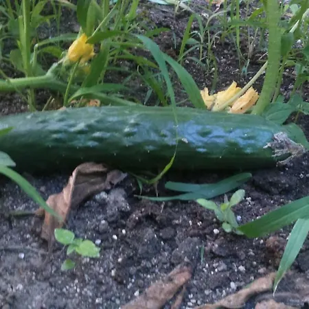 Pensjonat вилна зона златни пясъци, спирка ален мак Warna