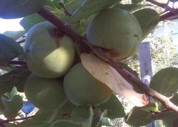 вилна зона златни пясъци, спирка ален мак Pensión *