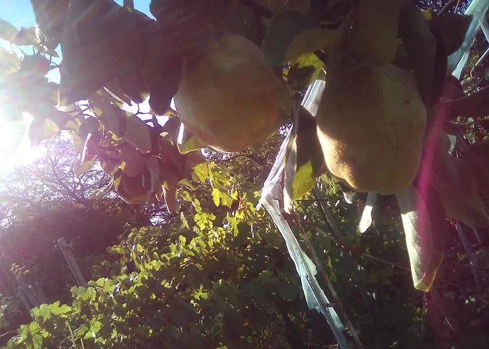 вилна зона златни пясъци, спирка ален мак Pensión *