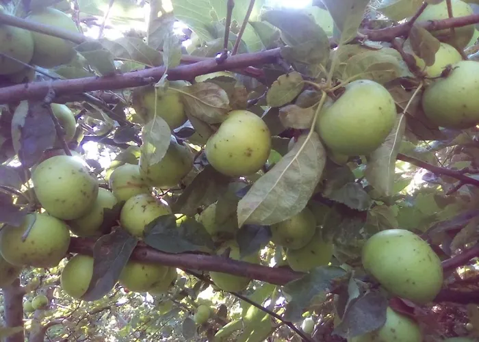 вилна зона златни пясъци, спирка ален мак Pensión