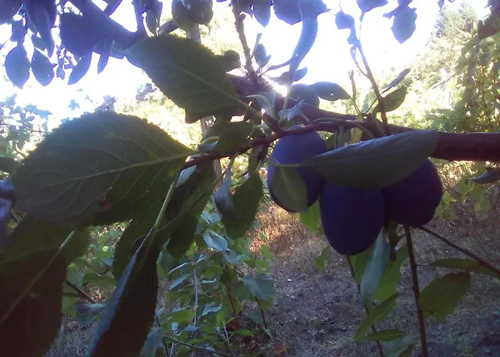 вилна зона златни пясъци, спирка ален мак Pensión Varna