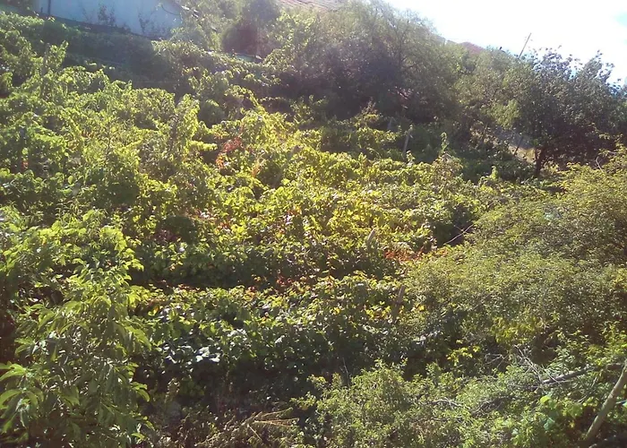 вилна зона златни пясъци, спирка ален мак * Warna