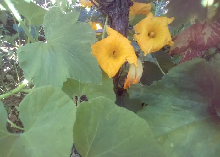 Pensión вилна зона златни пясъци, спирка ален мак *