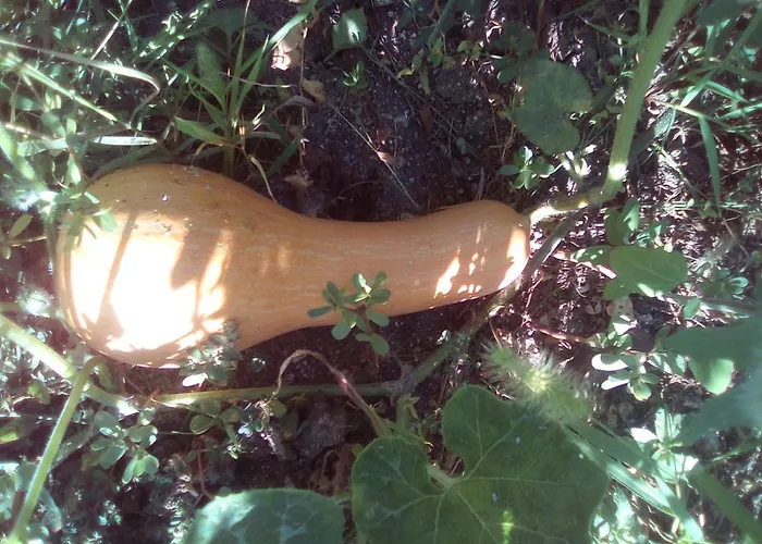 вилна зона златни пясъци, спирка ален мак Pensión Varna