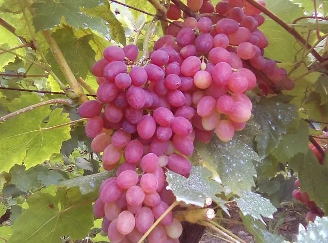 вилна зона златни пясъци, спирка ален мак Varna