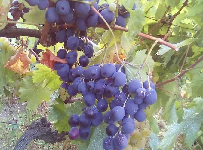 Gasthof вилна зона златни пясъци, спирка ален мак