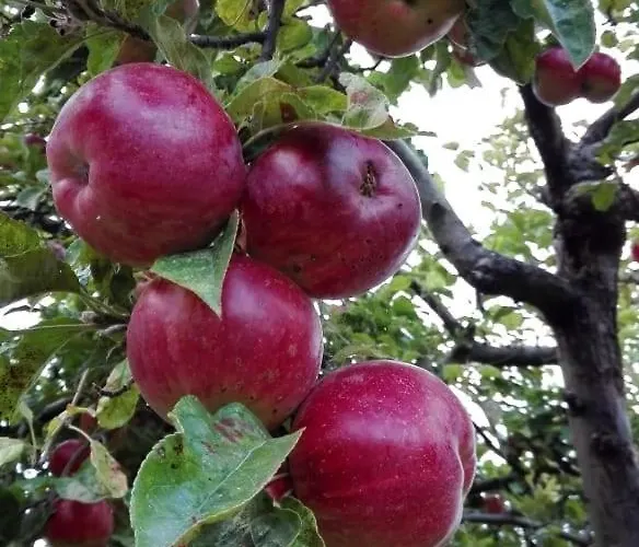 вилна зона златни пясъци, спирка ален мак Gasthof Warna