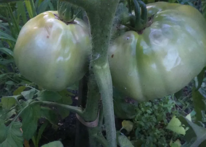 вилна зона златни пясъци, спирка ален мак Варна