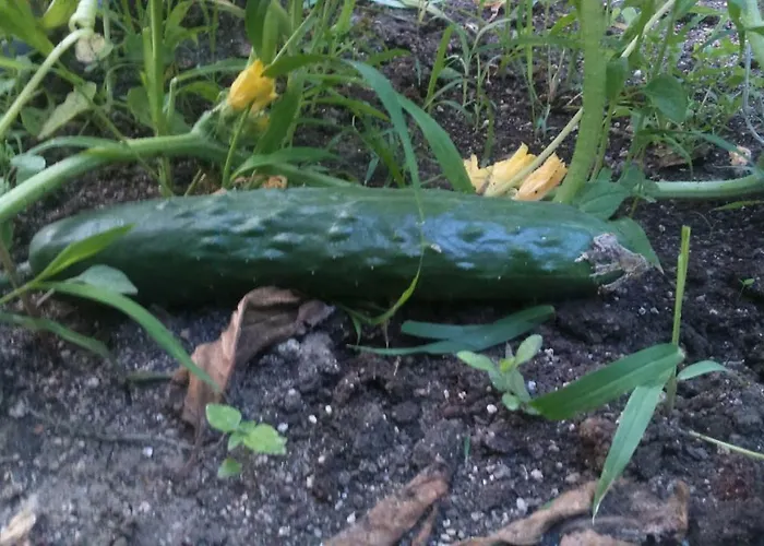 Gasthof вилна зона златни пясъци, спирка ален мак Warna