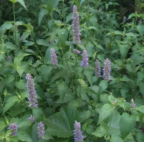 вилна зона златни пясъци, спирка ален мак Warna